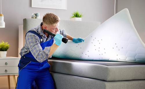 Czym jest wygrzewanie pluskiew domowych? Komory i namioty grzewcze